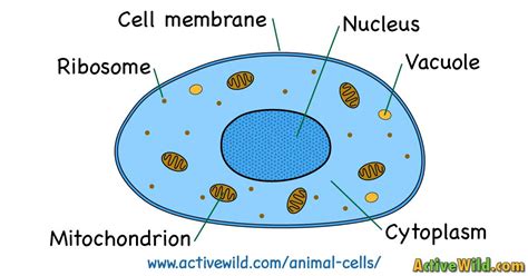 What color is animal cell membrane. What Is An Animal Cell? Facts, Pictures & Info For Kids ...