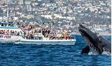 Groupon Whale Watching Newport Pictures
