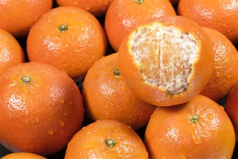 Fresh Mandarin Oranges Stock Photo Image Of Delicious 64827424