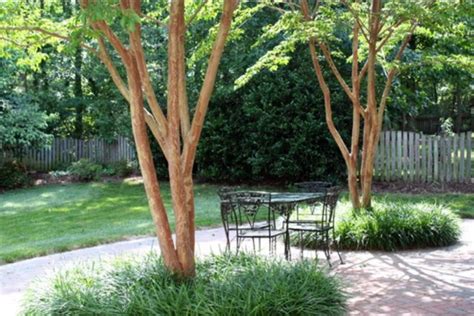 Multi Stemmed Trees Shade Landscaping Patio Trees Shade Trees