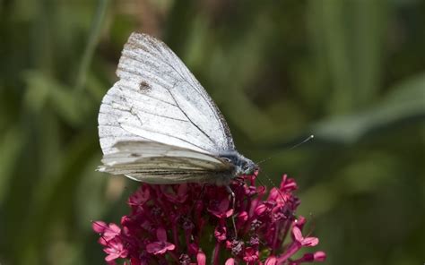 Free Animated Butterflies Desktop Wallpaper Wallpapersafari