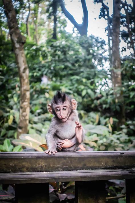 10 Important Tips For Visiting Ubud Monkey Forest