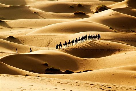 Camels Caravan Desert Sand Sun Hd Wallpaper Wallpaperbetter