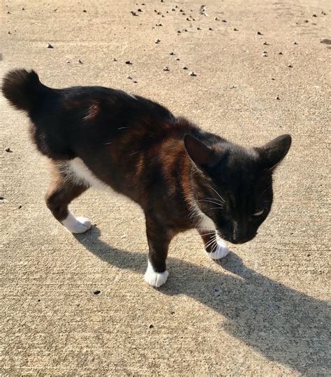 About cats cradle in three legged cross. 3 Eyed Cats - toxoplasmosis