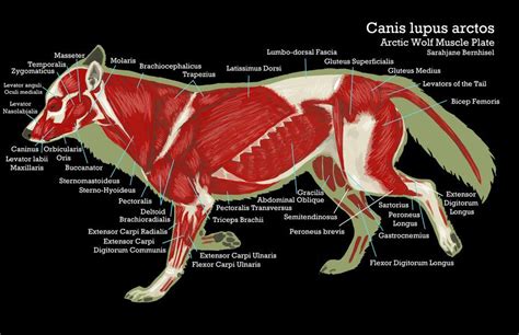 Wolf Muscle Plate By Sjbernhisel On Deviantart Anatomy Drawing Fox