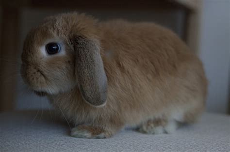 Lovable Lop Eared Rabbit Breeds With Pictures Pet Keen