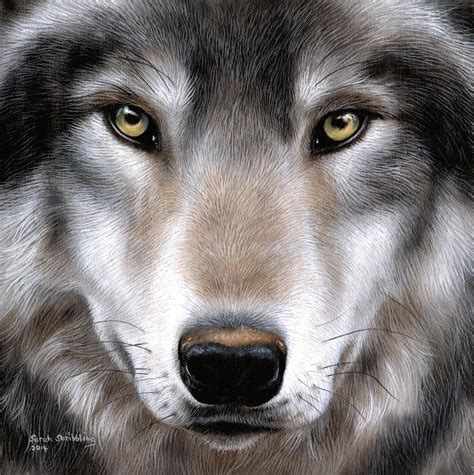 Grey Wolf Painting By Sarah Stribbling Fine Art America