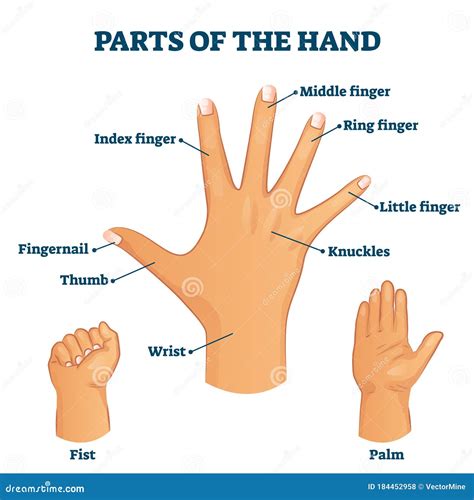 Parts Of The Hand Vocabulary Vector Illustration Stock Vector