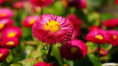 Pink Daisies Wallpapers Hd Wallpapers Id 15758