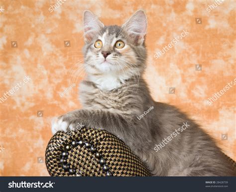 Cute Norwegian Forest Cat Tortie Kitten Stock Photo 28428739 Shutterstock