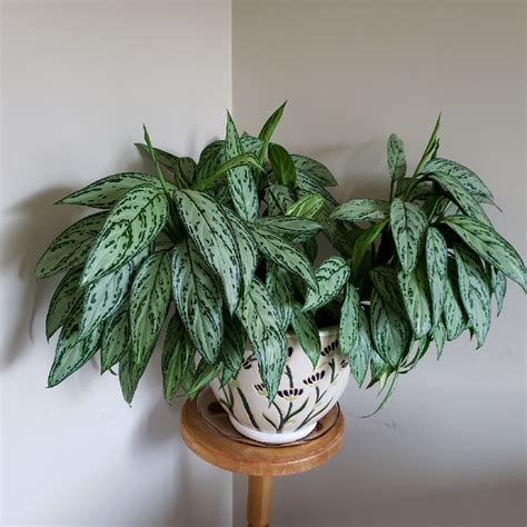 เว็บไซต์อันดับ 1 ของเมืองไทยที่รวม สารบัญเว็บ สารบัญ. Aglaonema 'Silver Queen' ; Aglaonema commutatum 'Silver ...