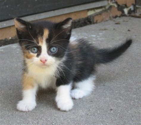 Calico Kittens Are Adorable Dont You Agree