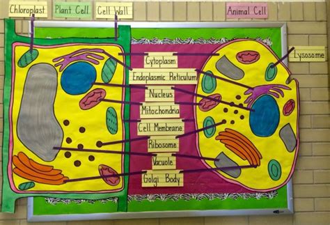 Plant Cell Model On Poster Board Animal Cell Model Project Legend