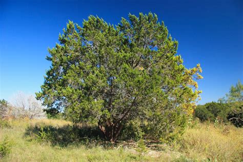 Fragrant Ash Juniper Juniperus Species West Texas Urban Forestry