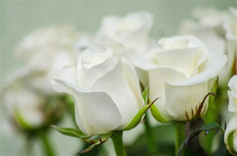 White Roses What Do They Truly Symbolize Petal Republic