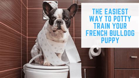 French bulldog is translated 'bouledogue franã§ais' in french. The Easiest way to potty Train Your French Bulldog Puppy ...