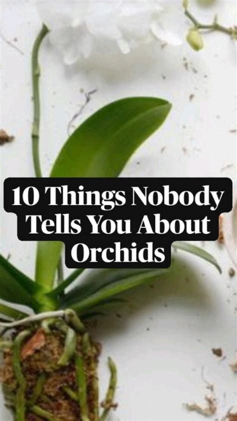 10 Things Nobody Tells You About Orchid Plant Care