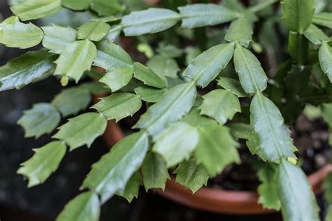 Unlike most plants in the cactus family, cactus if you leave a christmas cactus at around 50 degrees fahrenheit, you can expect a beautiful bloom. Identify and Control 7 Common Christmas Cactus Pests ...