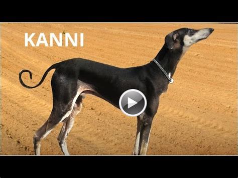 Kanni, Dog, Dog Show, Video, Pet, India The breed is used mainly for coursing.