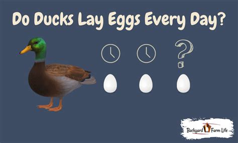 Do Ducks Lay Eggs Every Day And More