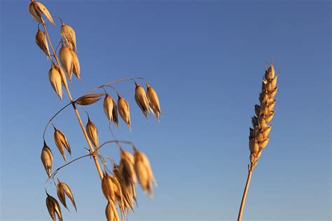 Download Free Photo Of Oats Left Wheat Right Agriculture Before