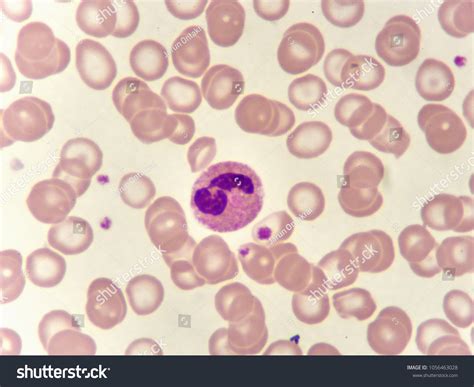 Monocytes Stock Photos Images And Photography Shutterstock