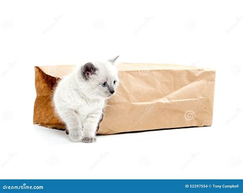 Cute Kitten In A Bag Stock Photo Image Of American Paper 52297554