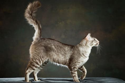 Cat Colours — Chocolate Silver Ticked Tabby