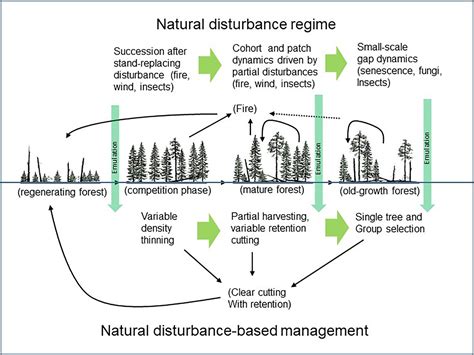 Frontiers Natural Disturbance Based Forest Management Moving Beyond