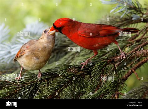 Northern Cardinals Male And Juvenile Cardinalis Cardinalis Stock