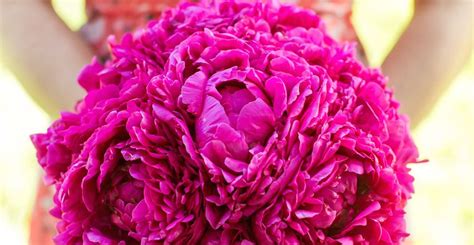 Some of the prices available on our blooms include: "Get the Look" Wedding Flower Alternatives | Wedding ...