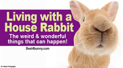 Living With A House Rabbit The Weird And Wonderful Things That Can Happen Best4bunny House