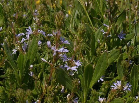 Scaevola Anchusifolia Mindalong Beach Bunbury WA 07 10 Flickr