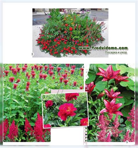 Il linguaggio e il significato dei nomi dei fiori dalla a alla z con tante. Un fiore rosso e piante per esso (nomi di fiori rossi ...