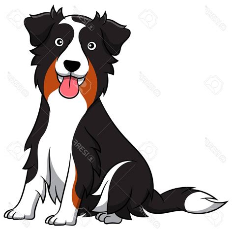 Australian Shepherd Vector At Collection Of