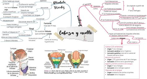 Embriologia De Cabeza Y Cuello Mapa Mental Images And Photos Finder