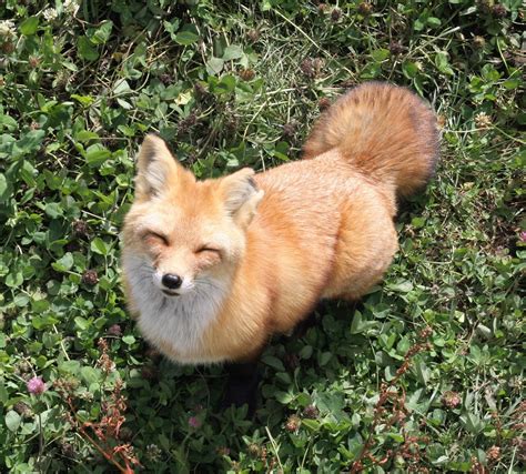 Tumbunda The Smiling Fox