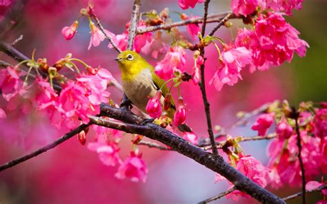 Animals Birds Nature Trees Flowers Blossoms Colors Pink Wallpaper