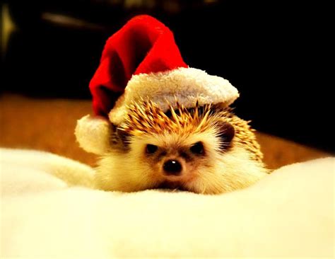 We have put together a collection of the best unisex, male and female christmas cat names just for you and your pet. Pet Hedgehog | Pet's Name: Pringles Breed of Pet: African ...