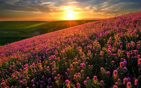 Sunset Over Mountain Flowers Wallpaper And Hintergrund 1440x900 Id