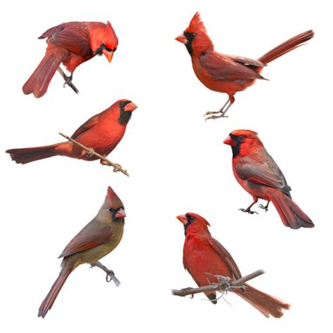 Cardinal Bird Stock Photos Pictures And Royalty Free Images Istock