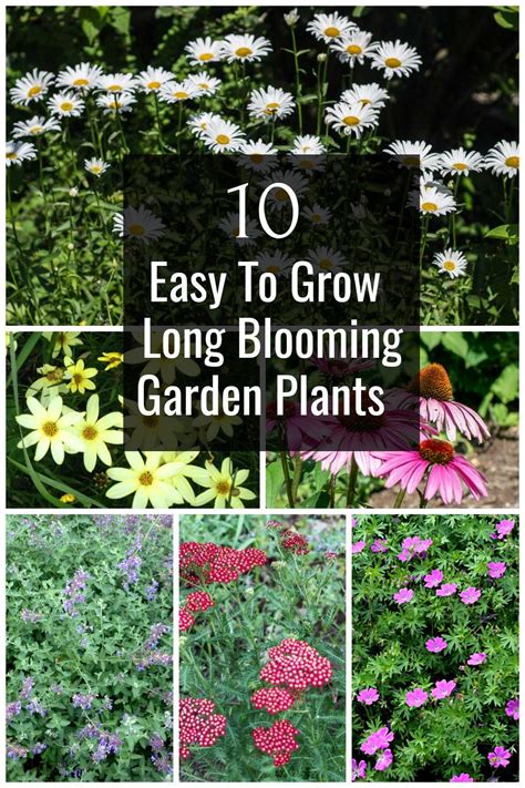 Here Are 10 Easy To Grow Plants That Flower All Summer Long This Group