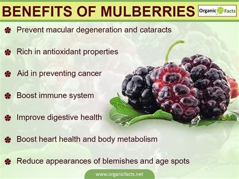 The Health Benefits Of Mulberries Safimex 0 Safimex Joint Stock Company