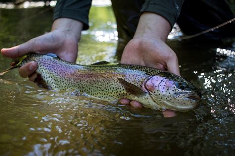 Beginner Fly Fishing Tips On How To Catch Trout Field And Stream