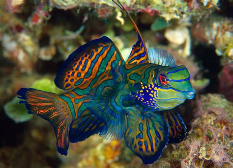 Five Aquarium Fish Best Left In The Ocean Hakai Magazine