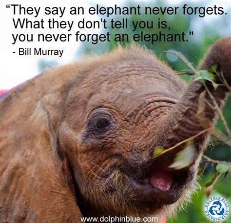 Quotes About Elephants 182 Quotes