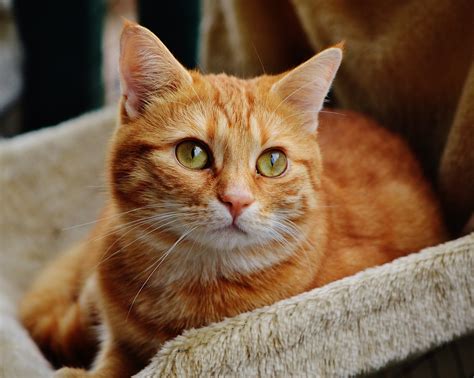 15 Fascinating Facts About The Orange Tabby Cat With Pictures