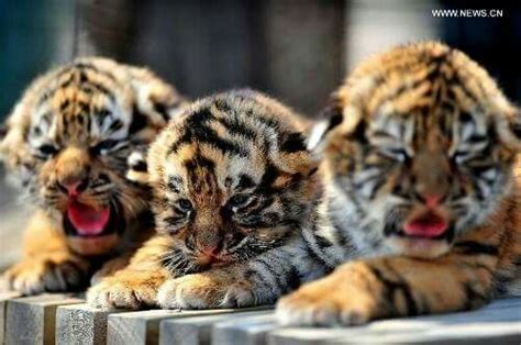 Épinglé Par Edeltraud Petlusch Sur I Love Tigers Animaux Bébé Tigre