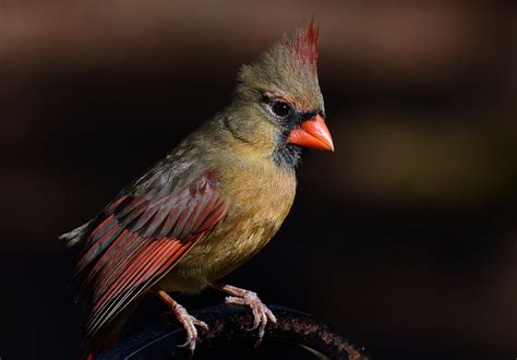 Natural Beauty~ Female Northern Cardinal Cardinalis Cardi Flickr