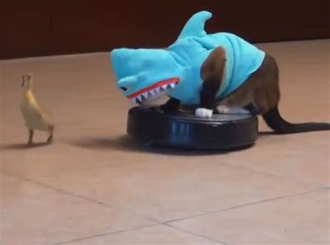 Max The Roomba Cat Takes A Bite Out Of Shark Week Nbc News